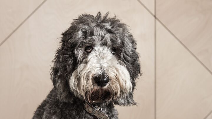 A large shaggy haired dog sits patiently.